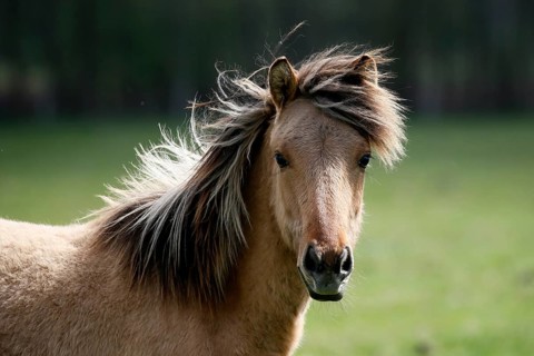 Dulmen wild horse
