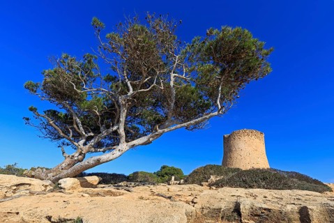Tower of Cala Pi