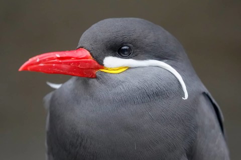 Inca tern (Larosterna Inca)