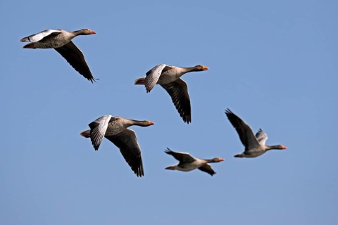 Greylag geese (Anser anser) flying