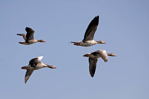 Greylag geese (Anser anser) flying