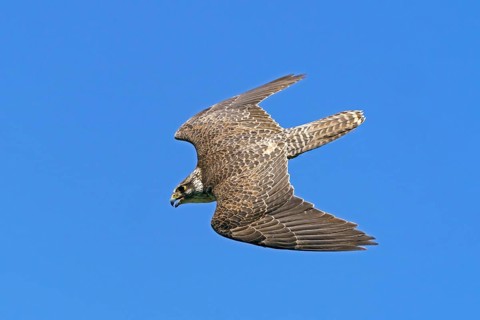 Saker falcon (Falco cherrug) flying