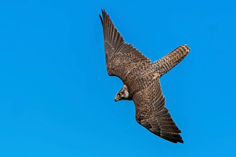 Saker falcon (Falco cherrug) flying