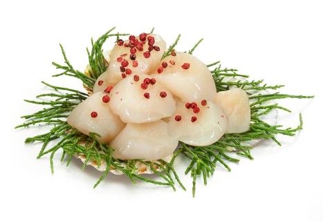 Pilgrim's scallop (Pecten jacobaeus) or king scallops (Pecten maximus) on algae