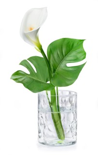 White Calla (Calla) and Monstera (Monstera)