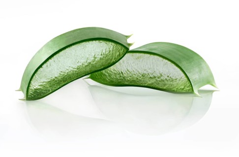Aloe vera (Aloe vera)