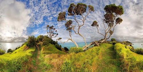 New Zealand Christmas tree (Metrosideros excelsa) near Russell