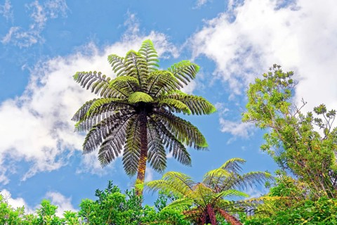 Silver tree-fern