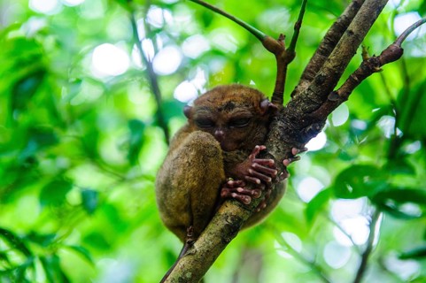 Tarsier (Tarsiidae)