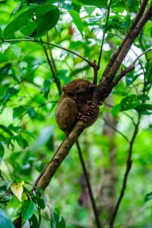 Tarsier (Tarsiidae)