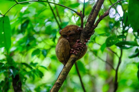 Tarsier (Tarsiidae)