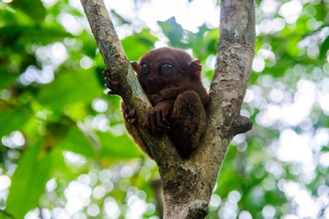 Tarsier (Tarsiidae)