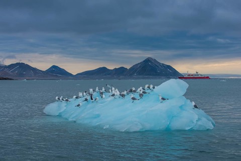 Kittiwakes (Larus tridactyla) sitting on a huge piece of glacier ice with an expedition boat in the background