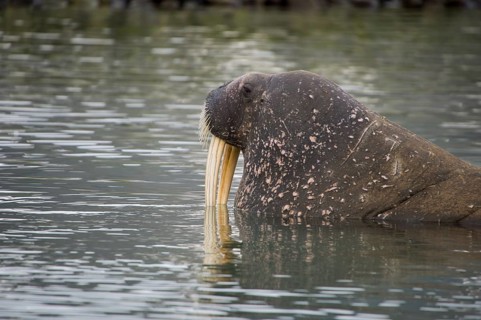 Walrus (Odobenus rosmarus) looking out from the water