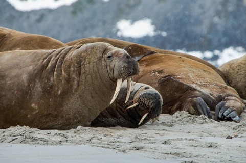 Walrus (Odobenus rosmarus) colony