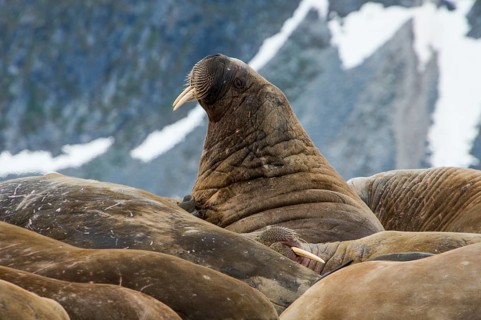 Walruses (Odobenus rosmarus)