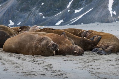 Walruses (Odobenus rosmarus)