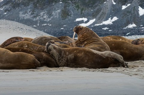 Walruses (Odobenus rosmarus)