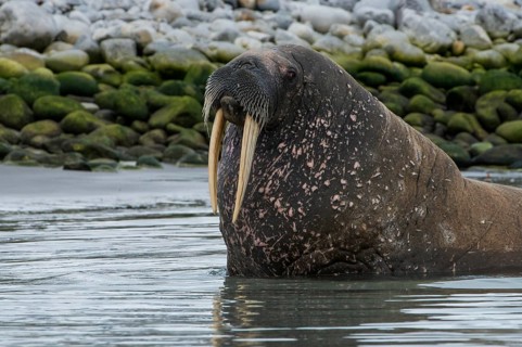 Walrus (Odobenus rosmarus) looking out from the water