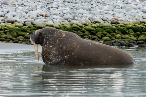 Walrus (Odobenus rosmarus) looking out from the water