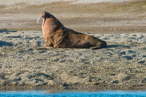 Walrus (Odobenus rosmarus)