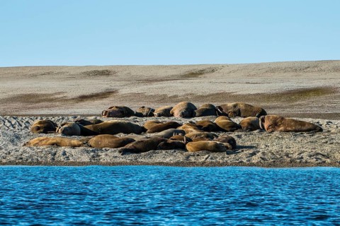 Walruses (Odobenus rosmarus)