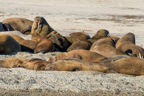 Walruses (Odobenus rosmarus)