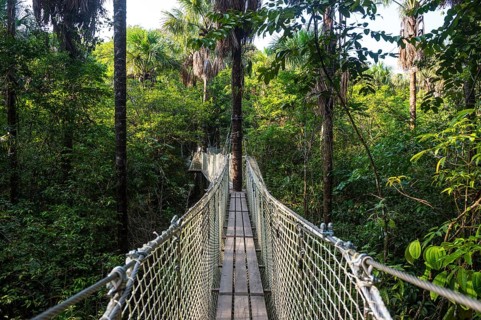 Hanging bridge in the Zoo of Cayenne