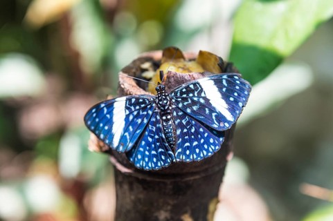 Blue butterfly on a exposition in Roura