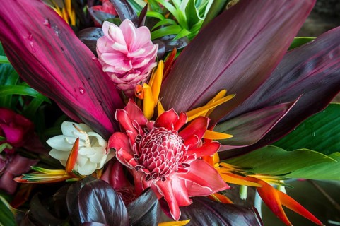 Colourful exotic flowers for sale