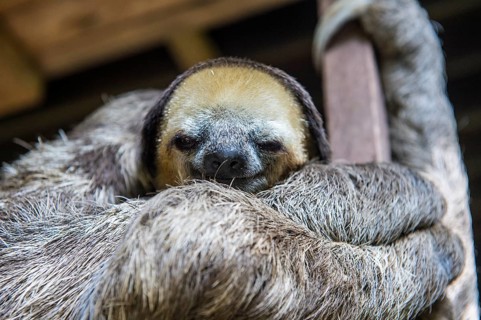 Pale-throated sloth (Bradypus tridactylus)