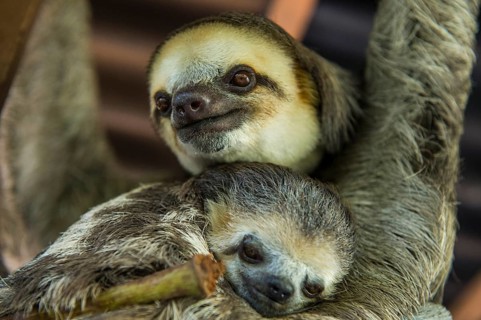 Pale-throated slothes (Bradypus tridactylus)