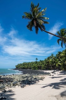 Palm tree on a sandy beach on Saint Joseph island