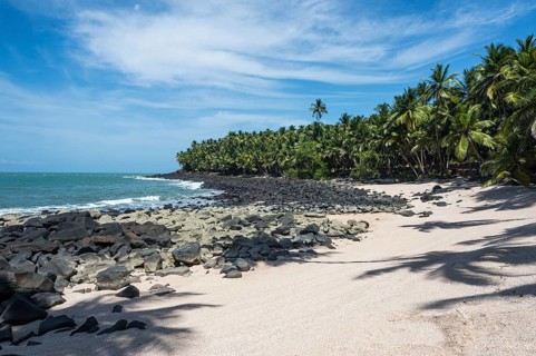 Palm tree on a sandy beach on Saint Joseph island
