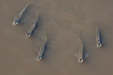 Four-eyed fishes