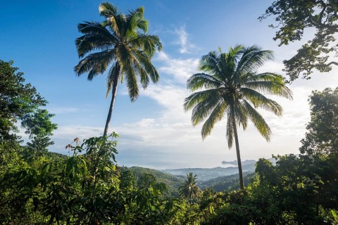 Green vegetation