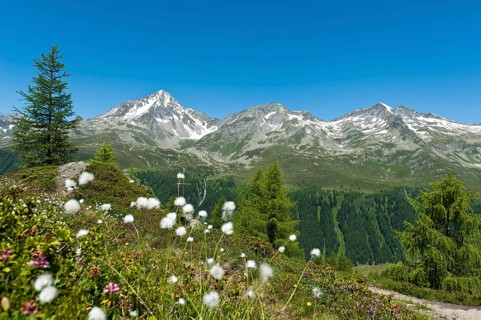 Cottongrass (Eriophorum)