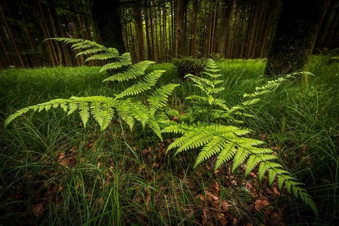 Genuine fern (Polypodiopsida