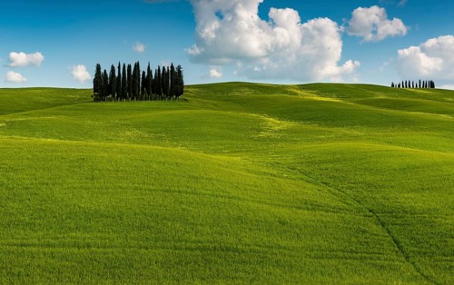 Tuscan landscape with cluster of trees