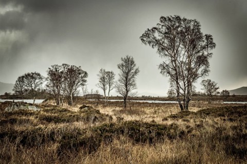 Birches (Betula) in moor landscape with dark sky