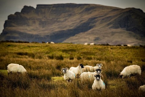 Scottish Blackface Domestic sheep (Ovis gmelini aries) in a meadow off mountain range