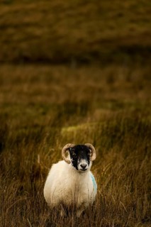 Scottish Blackface Domestic sheep (Ovis gmelini aries) in a meadow