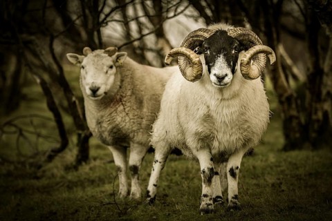 2 Scottish Blackface Domestic sheep (Ovis gmelini aries) in Birchesforest (Betula)