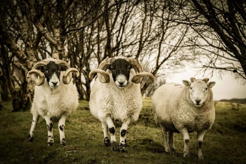 3 Scottish Blackface Domestic sheep (Ovis gmelini aries) in Birchesforest (Betula)