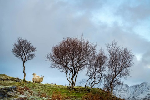 Domestic sheep (Ovis gmelini aries) with Birch (Betula) in Highland Landt with winter Cullins Mountains