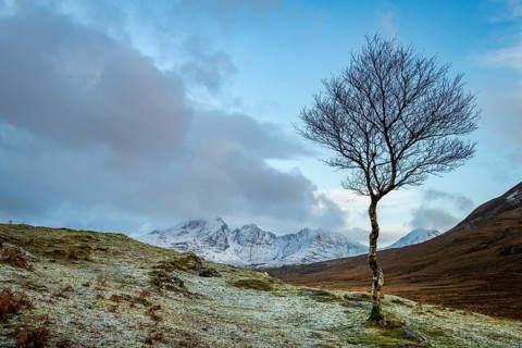Birch (Betula) in Highland landscape with wintry Cullins Mountains