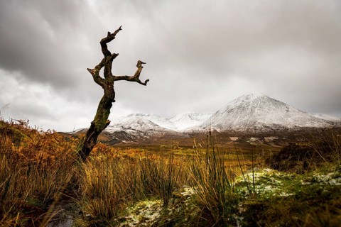 Dead tree in front of Highland landscape with snowy Cullin mountains in the background