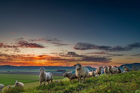 Domestic sheep (Ovis gmelini aries)