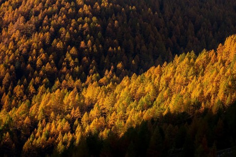 Autumn mountain larch forest (Larix decidua) with light and shade