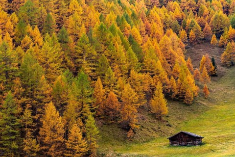 Autumn mountain larch forest (Larix decidua) with small mountain hut in a meadow
